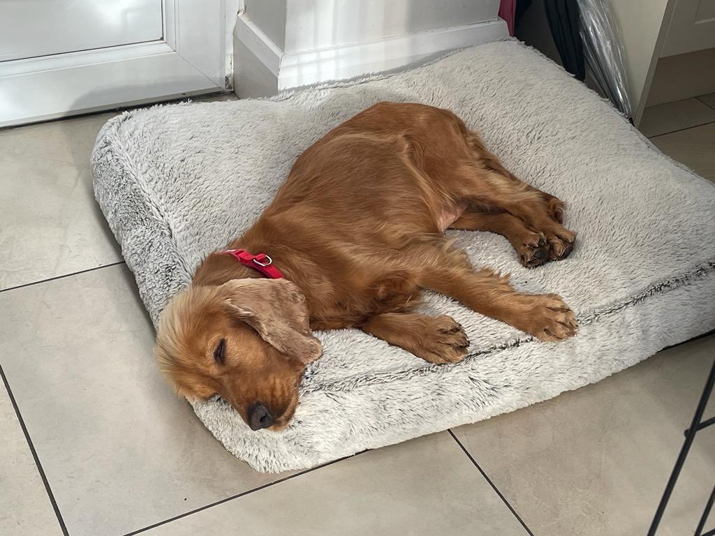 Dr Alexander Davey tweet media