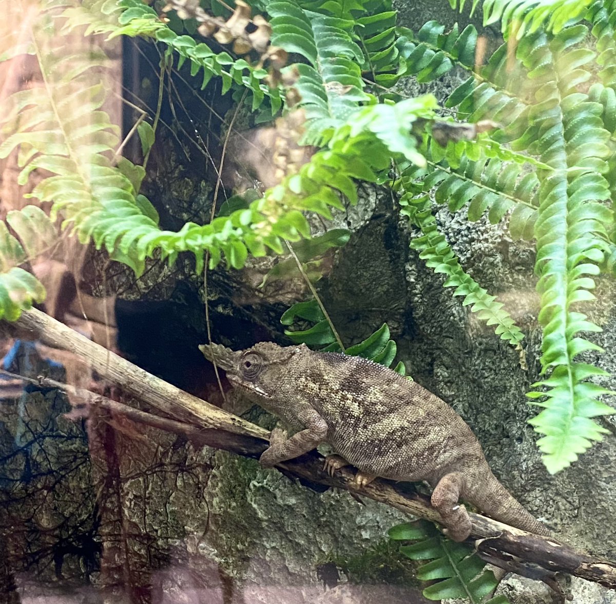 SkerlecConBio's tweet photo. Always thrilled to visit the Amphibian and Reptile Conservation Campus at Zoo Knoxville 🐸🐍🦎 one of the best herp exhibits I’ve been to! https://t.co/KfOikFFjsK