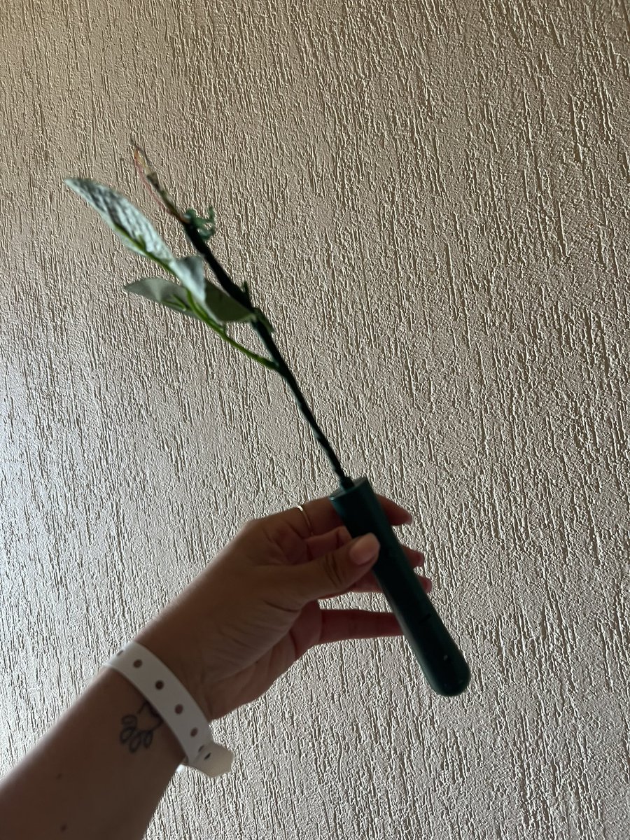 drapa_'s tweet photo. @Deorro When your rose gets stolen 😭😭🤣 SUCH A GREAT NIGHT 🫶🏽🫶🏽🫶🏽 https://t.co/TcE9TOroxP