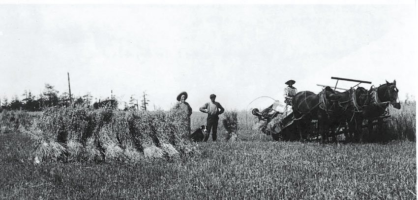 wsmagazine's tweet image. “I used to get phone calls all the time asking if you can grow oats in #SkagitValley,” says Stephen S. Jones, director of the #WSU #Breadlab. “When I told them we were, at one time, the ‘oat capital of the world,’ they couldn’t believe it.” In the next @wsmagazine, out soon!