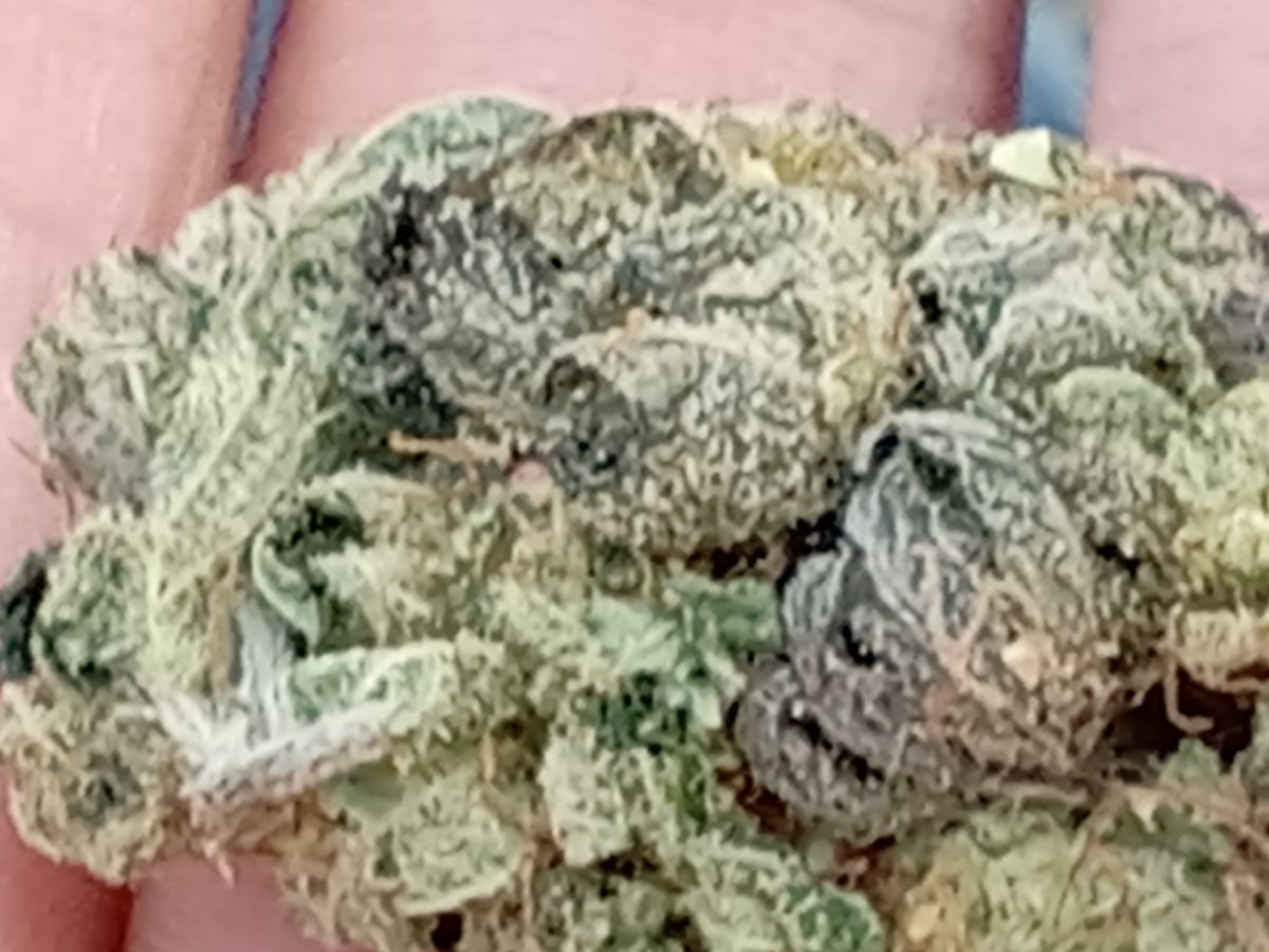 pilotjanlucas_'s tweet image. A beautiful, non, humid day here in Montville, Connecticut.
A comfortable 81° with a nice light breeze of 7 mph its annoying when ur trying to smoke a bowl of weed tho blows out the lighter 😮‍💨😂 #WeedProblems rnt the worst things in 🗺  not having any bud is a way bigger problem