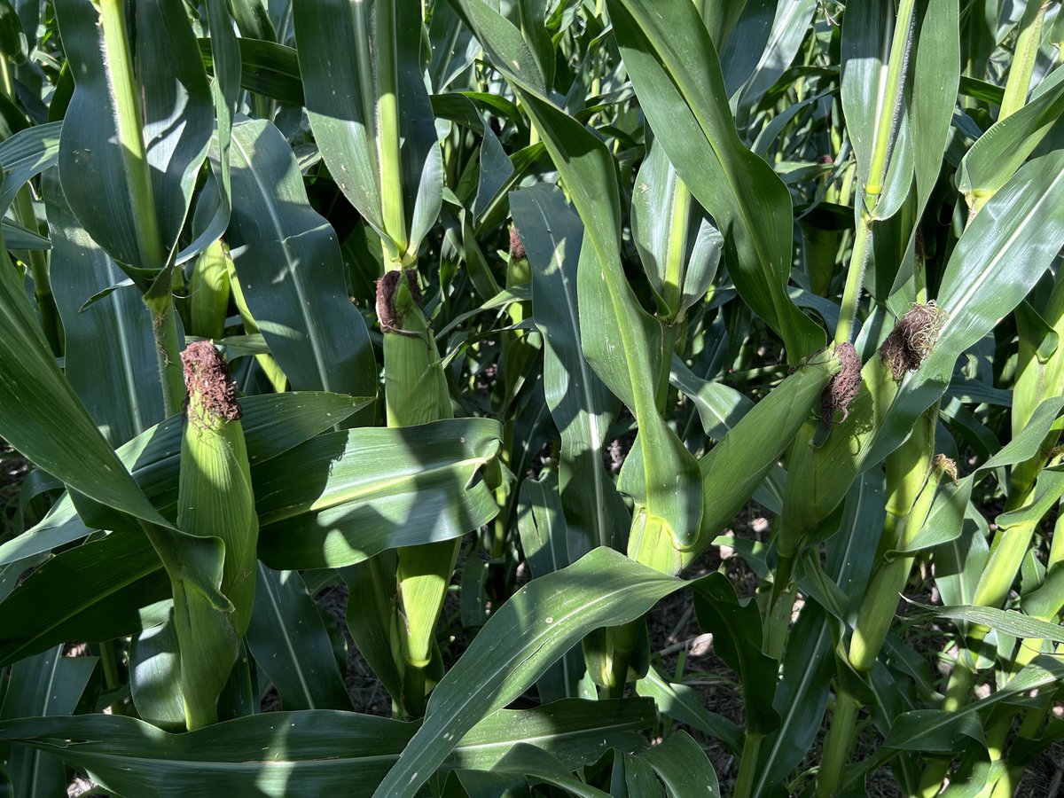 Never had irrigation technology before but like what <a href="/varimaxllc/">VariMax LLC</a> shows. Made me more disciplined about putting down the amount required and really helps predict when to turn back on after a moisture event. <a href="/OhldeS/">Shane Ohlde</a>