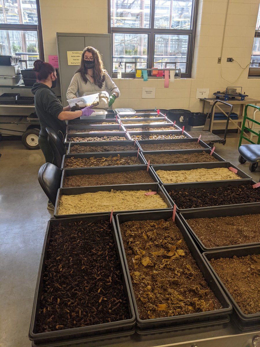 In fall of 2021, we began small-scale trials to determine the impact black soldier fly composting has on weed seeds. The work was conducted as <a href="/Luzcardon11/">Luz Aidé Cardona🇨🇴</a>'s visiting undergraduate research project and in collaboration with <a href="/PurdueInsects/">Purdue Entomology</a>' <a href="/Ingwell_vegIPM/">Laura L Ingwell</a>. 1/4
