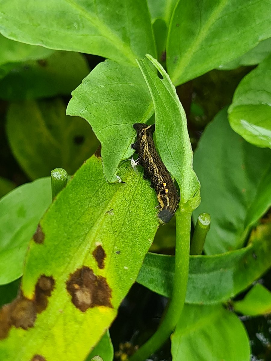 Meadowendy (@wendyholliday13) on Twitter photo Three Elephant Hawkmoth caterpillars feeding on Bogbean in the wildlife pond. Hope they reach dry land to pupate! <a href="/BC_Yorkshire/">Butterfly Conservation Yorkshire</a> @WhitbyNats Three Elephant Hawkmoth caterpillars feeding on Bogbean in the wildlife pond. Hope they reach dry land to pupate! <a href="/BC_Yorkshire/">Butterfly Conservation Yorkshire</a> @WhitbyNats