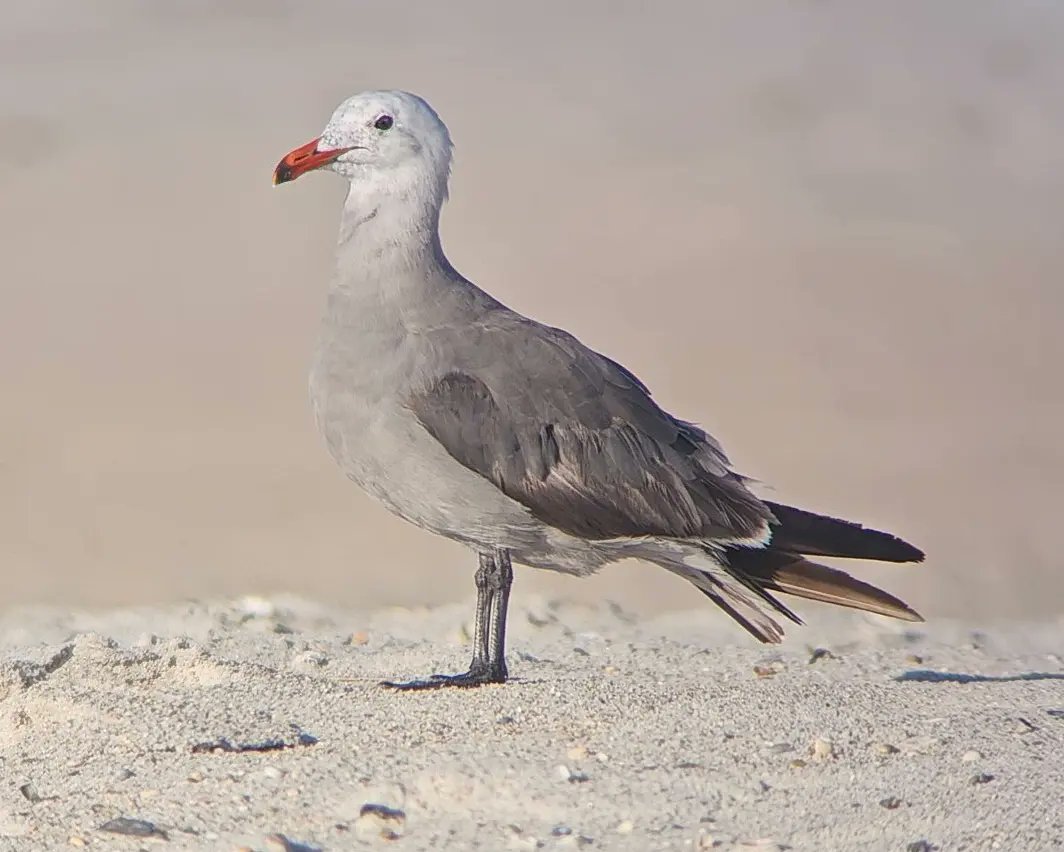 Paxson 🌿🐦🏳️🌈 tweet media