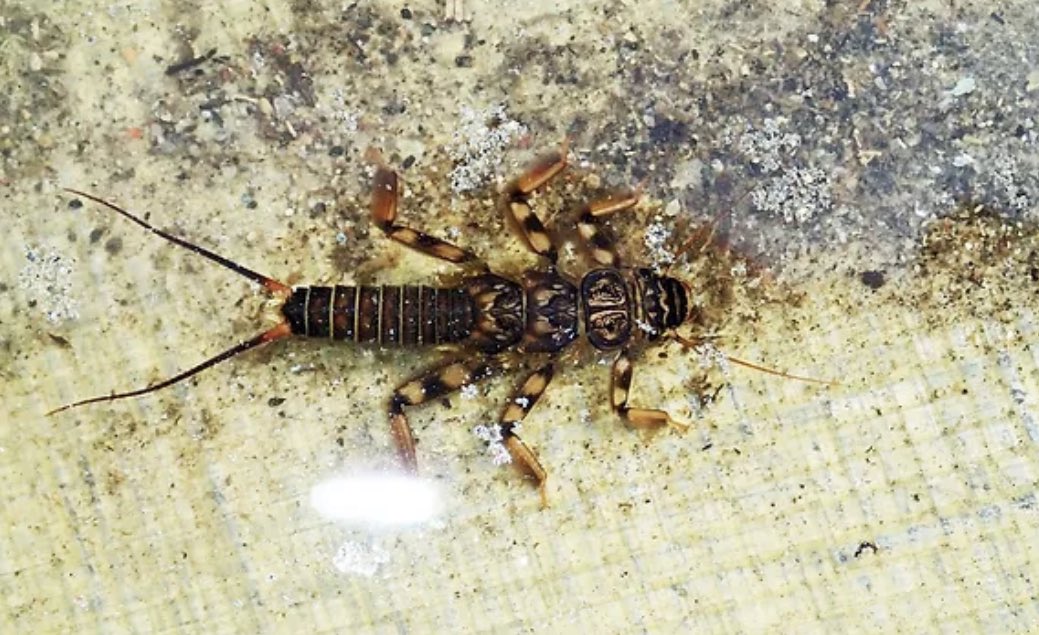 TroutSensei's tweet photo. Stonefly nymph - If you see these ugly bastards crawling around the river bank, tie on a girdle bug (also affectionately called a turd) and cast up near the bank for a good chance at big trout. https://t.co/04wIrAlKQX