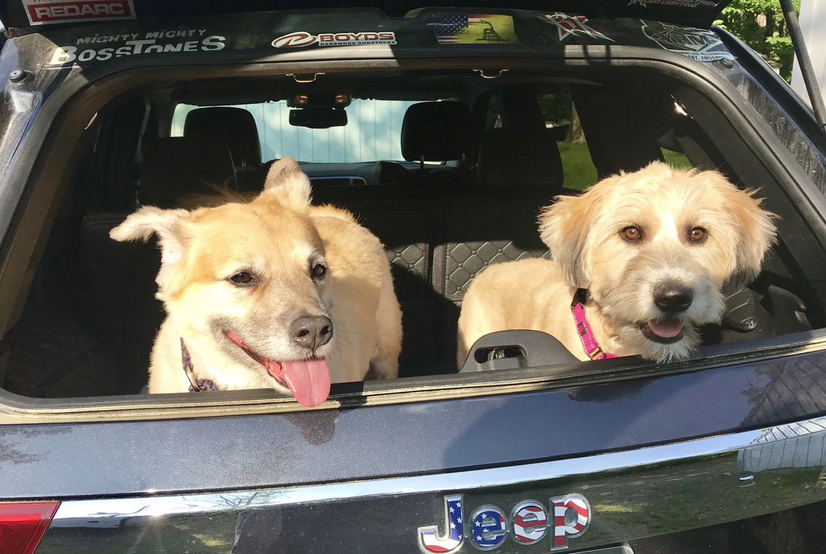 jayharlow88's tweet photo. @THEJeepMafia My pups Penny and Daisy https://t.co/ONntrmwUKJ