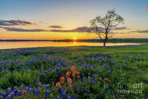 Lake Bardwell Bluebonnet Sunset bit.ly/3O8qfm0 #TexasWildflowers #EnnisTexas #wildflowers #bluebonnets #lupine #northTexas #homedecor #interiors #wallart #art #AYearforArt #buyart #print #metal #canvas