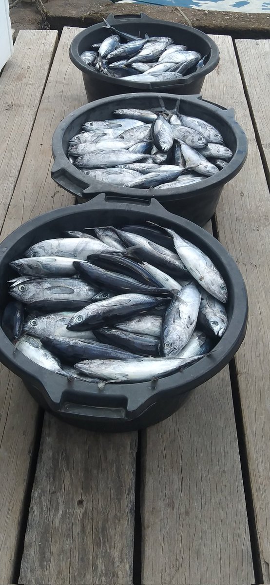 SaidaUmagapi's tweet photo. Saida Umagapi Luhkan Sula Bp3ambon Melaporkan hasil produksi Beby tuna dan cakalang KUB Sula Mandiri
Jumlah 100 kg Deharga jual 50,000/kg
#GiatLuhkanSulaBo3Ambon
#LuhlapirKP
#luhlaporBp3Ambon https://t.co/ouiy9zo97Y