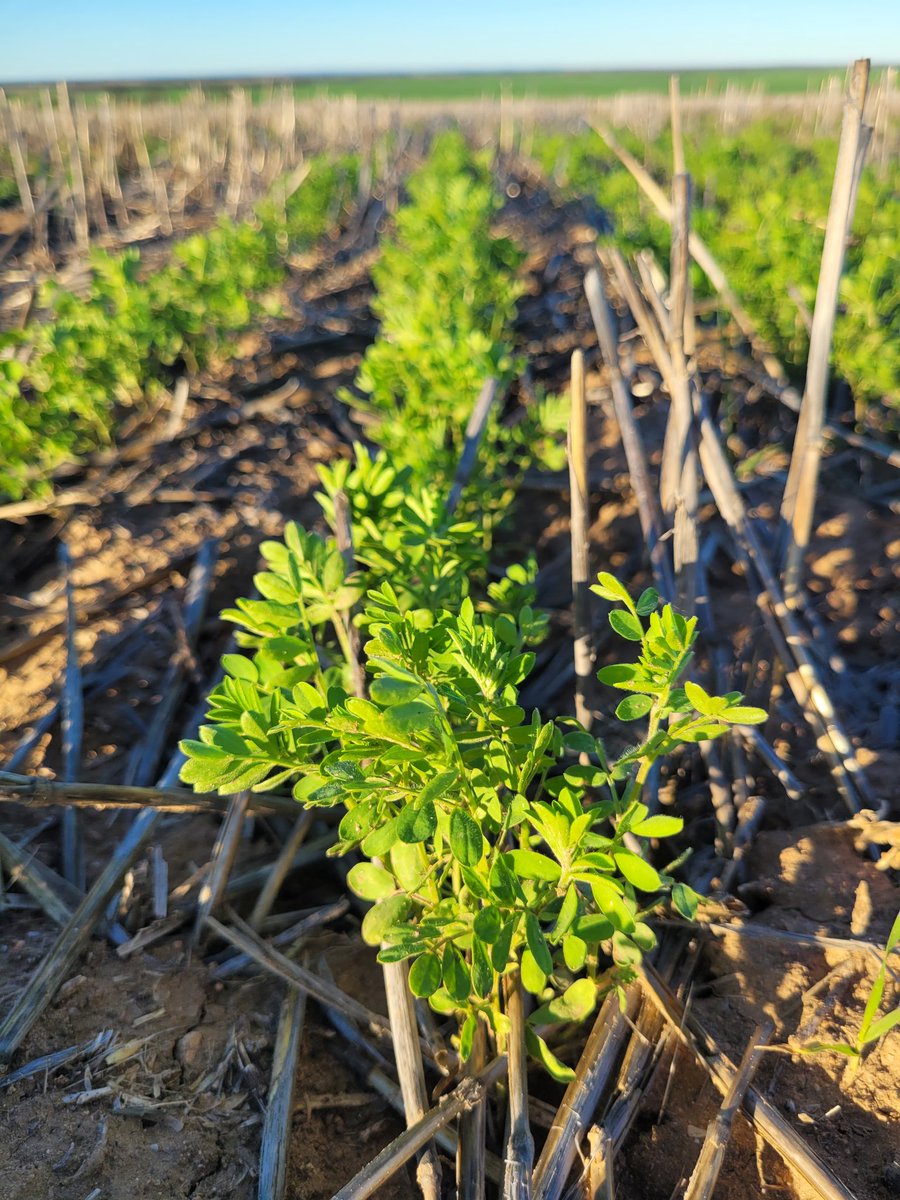 Sarah_Day_'s tweet photo. #SAlegumevalidation Tooligie Hill trial site looking glorious in the afternoon sunshine.
Join @ag_eyre for the 2023 GRDC Pulse Field Day on 21 September at Tooligie Hill.
@SA_PIRSA @GRDCSouth #pulses #lentil #fababean #fieldpea https://t.co/zn3ZJ4Laf6