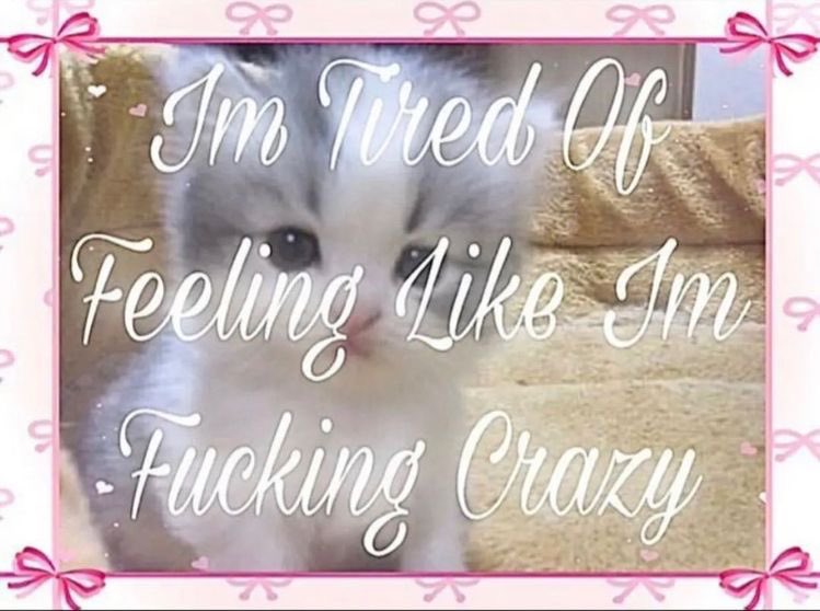 meow tweet media