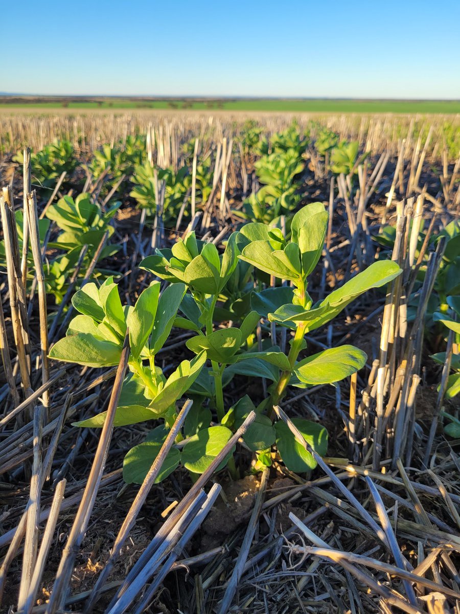 Sarah_Day_'s tweet photo. #SAlegumevalidation Tooligie Hill trial site looking glorious in the afternoon sunshine.
Join @ag_eyre for the 2023 GRDC Pulse Field Day on 21 September at Tooligie Hill.
@SA_PIRSA @GRDCSouth #pulses #lentil #fababean #fieldpea https://t.co/zn3ZJ4Laf6
