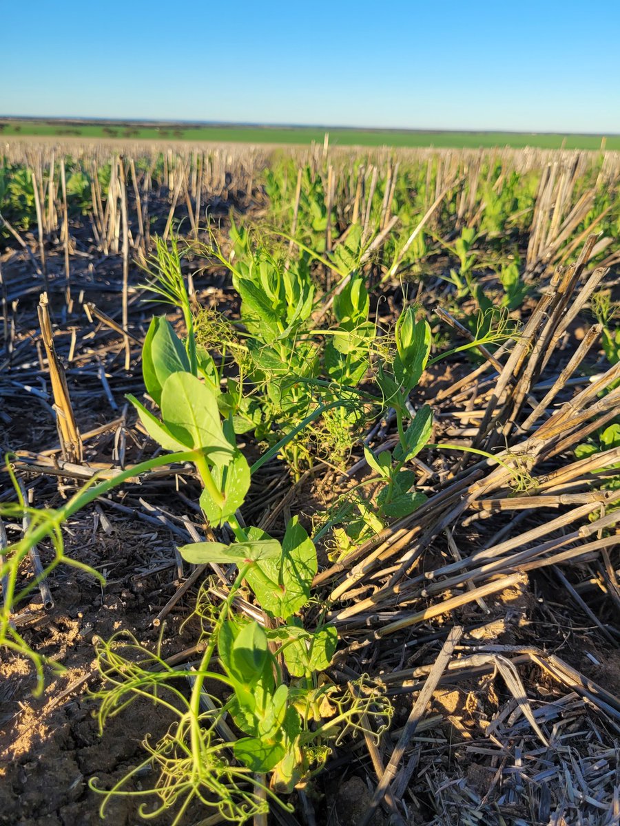 Sarah_Day_'s tweet photo. #SAlegumevalidation Tooligie Hill trial site looking glorious in the afternoon sunshine.
Join @ag_eyre for the 2023 GRDC Pulse Field Day on 21 September at Tooligie Hill.
@SA_PIRSA @GRDCSouth #pulses #lentil #fababean #fieldpea https://t.co/zn3ZJ4Laf6
