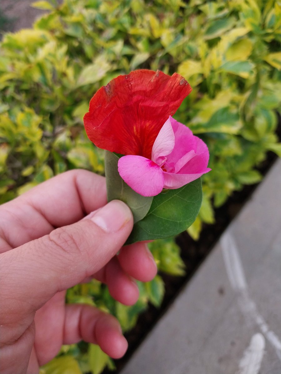 R me trajo un ramo de flores.
#lavidaconR