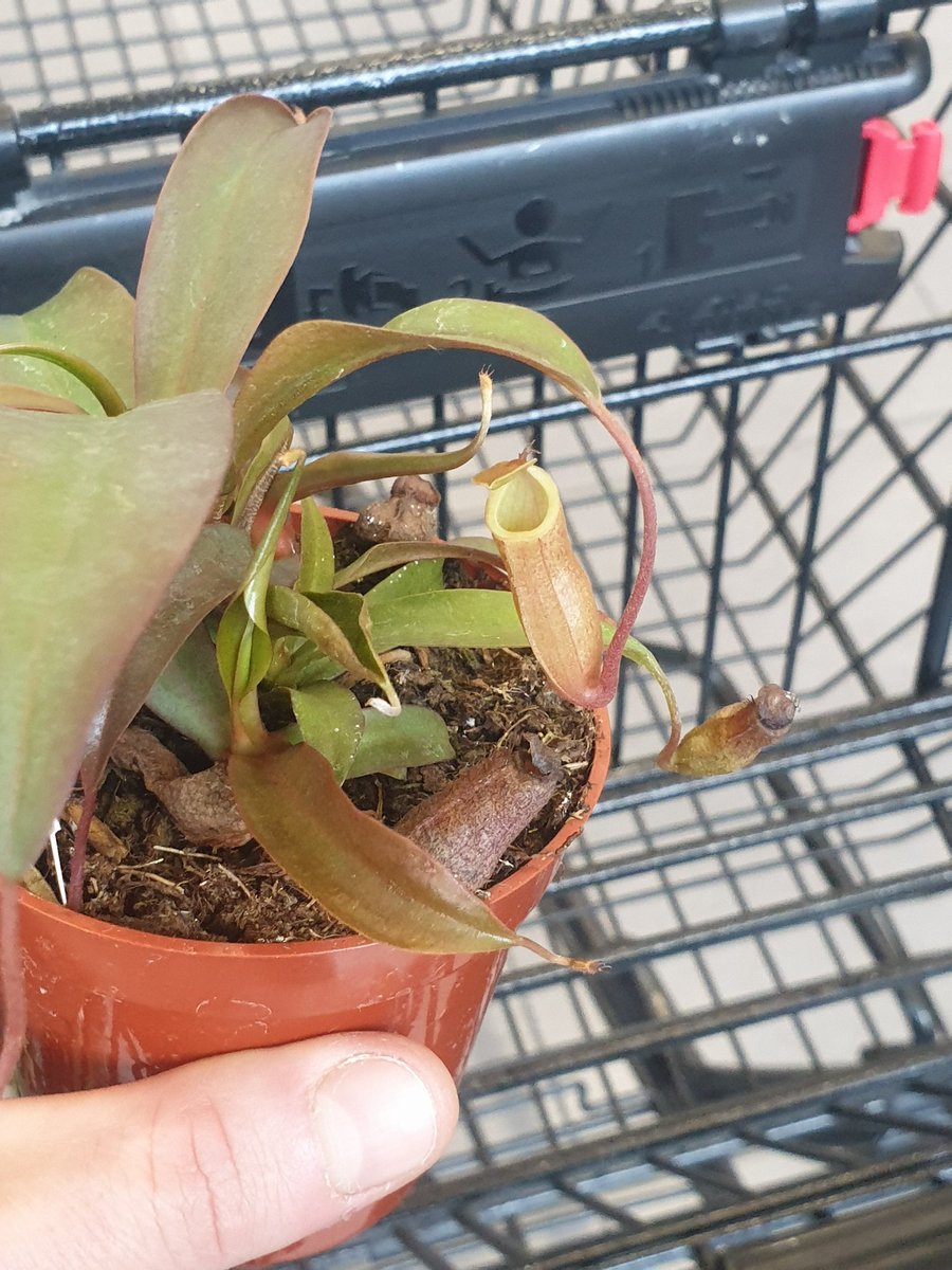PsychoticTHC's tweet photo. Jeeeeeeez i just spent 5mins searching to the twitter app. 

Today was a freaking awesome day. Got to finish work early and found a pitcher plant ive been searching 3 years for!!!! https://t.co/i0fX7HhXj8