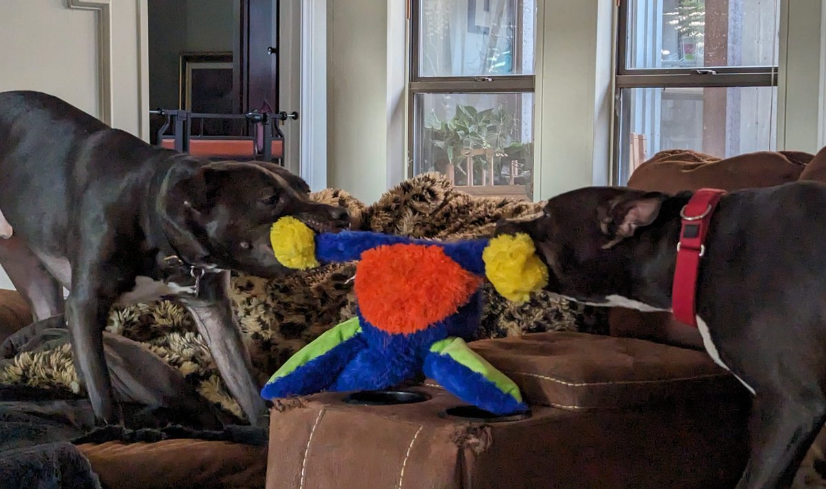 GaltxOrg's tweet photo. Nick and Nora are about to make one toy into two. They are adoptable as a matched set. Yes, we know they are not Greyhounds, but if you follow us regularly, you know there's a story behind them. https://t.co/NclGnam1K3 #AdoptableDogs #matchedpair https://t.co/koIerSwHWn