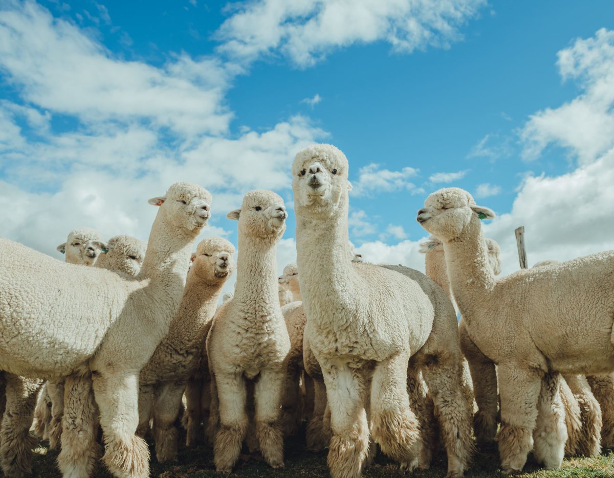 Agencia_Andina's tweet photo. 🇵🇪 Perú es el primer productor mundial de fibra de alpaca. Las exportaciones peruanas de esta fibra ascendieron a más de 93 millones de dólares en 2022 https://t.co/SVNjFGFMHv https://t.co/AJsRSv5iCx