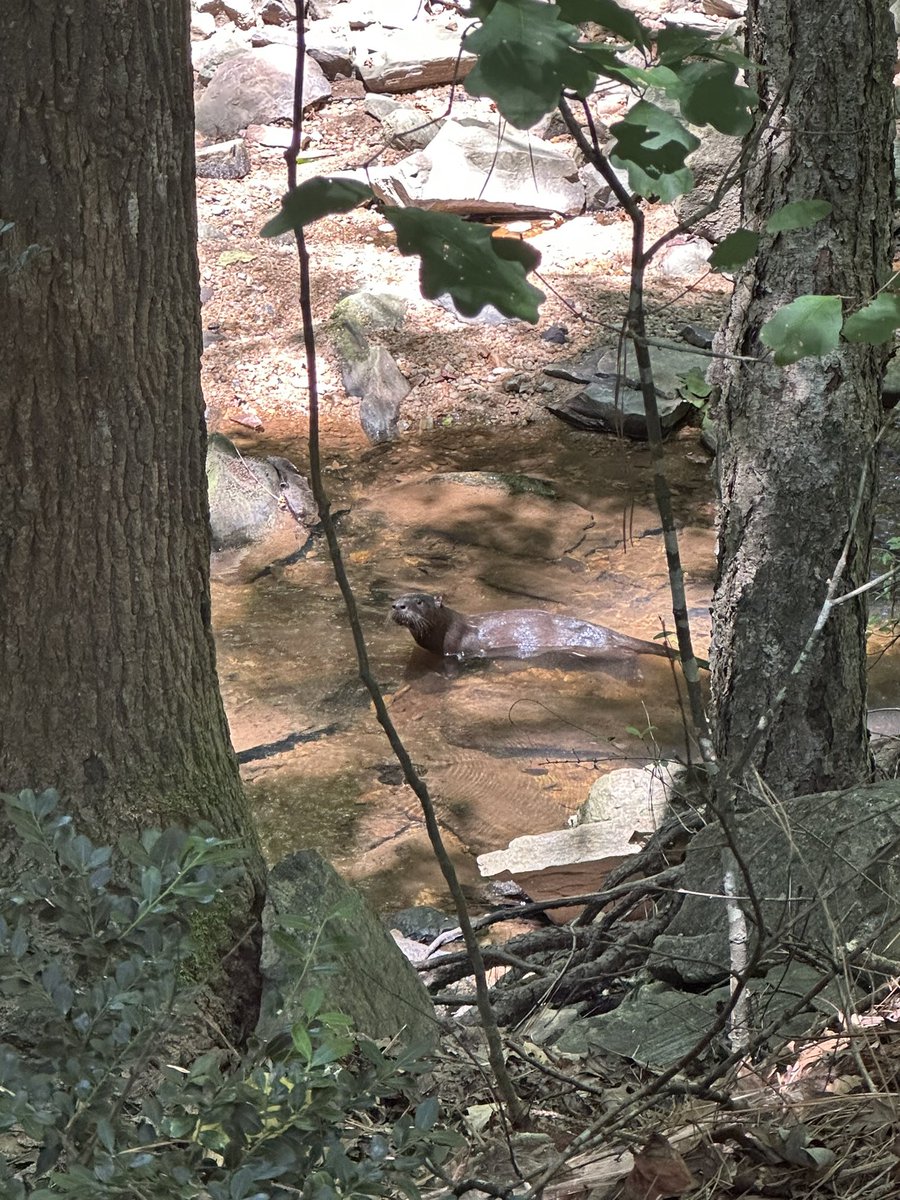 Bridget Chapman tweet media