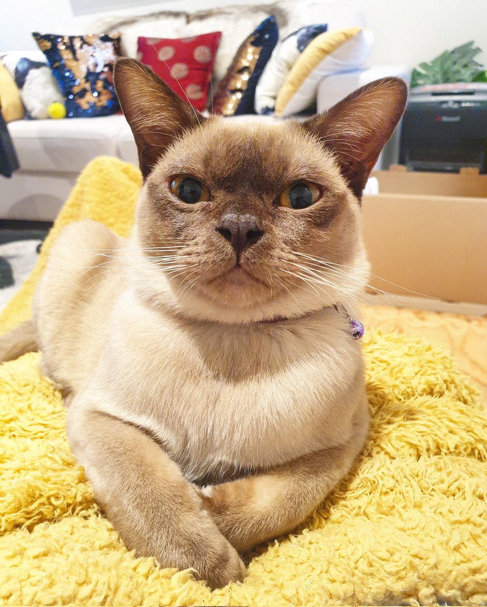 KaliAAnthony's tweet image. Giving some thought to my next story. Started musing about Leila&apos;s  kitten antics, then began imagining a paranormal romance plot line about a cat shifter and a vampire... and now I realise I&apos;m thinking of writing fan fiction about my cat... #paranormalromance #plotbunny