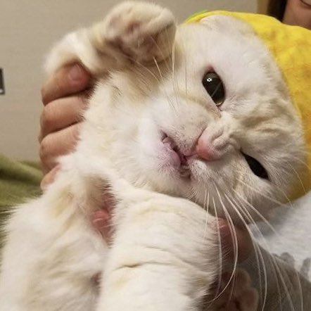 ricky as cats (@sqrcats) on Twitter photo 