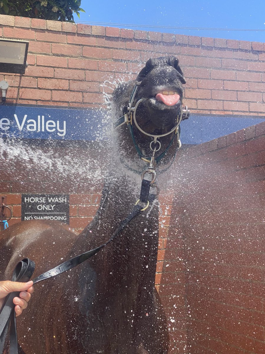 mcsmithracing's tweet image. Happy Birthday to the stars of the show 🎉

#TeamMCS 
#happybirthdayhorses
#lovethehorse