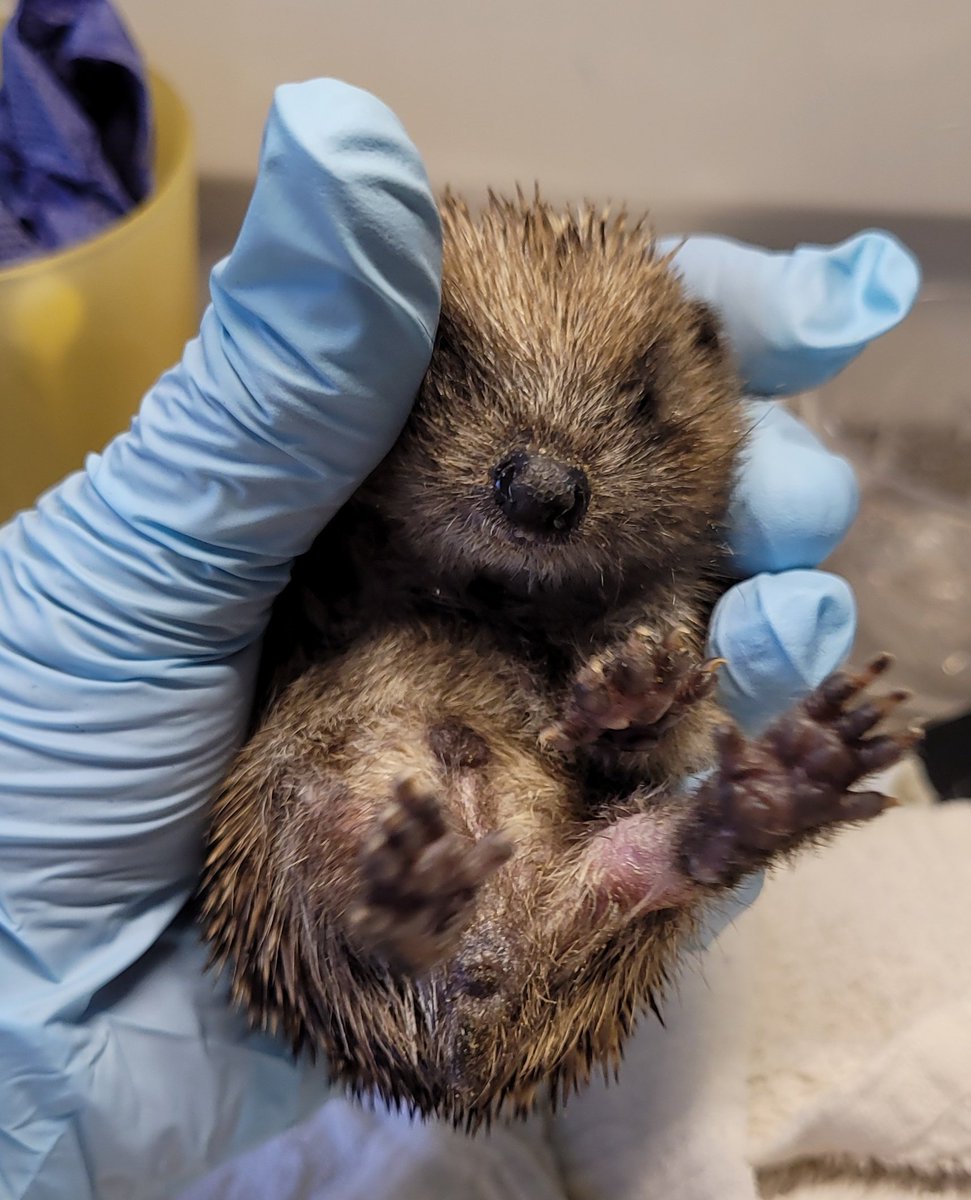 Bramble was only 65g on admission. Left alone in the nest for days, dehydrated & emaciated 😢 Sub-cut fluids & feeding around the clock. He's turned a corner this morning & now 93.4g! Such a relief after losing the other 2 siblings😢 Sorry about the photo, he's a fidget 😁 🦔