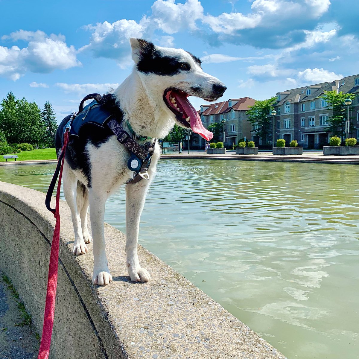 bocooreo's tweet photo. You can’t see the cars from behind the wall, you have to jump onto it for the best view 🚗 

@bocooreo #oreobw #bordercolliesoftwitter #bordercollie #dogsoftwitter #puppy #oreo #ottawadogs #parkourdog #jump #centrepointe #benfranklinplace #chasingcars #stalkingcars https://t.co/QyeFxyxbxI