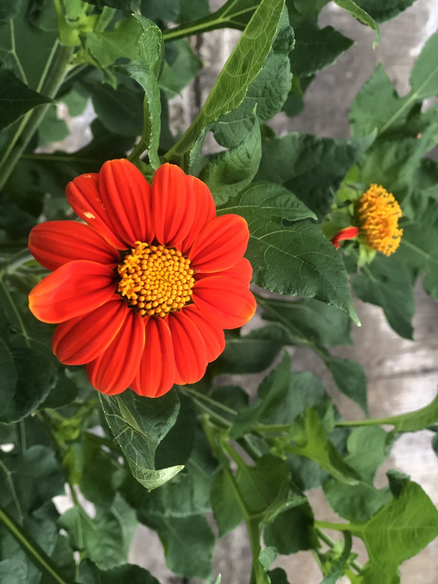 missgreyes's tweet photo. I wish that August is full of good news, blessings and positive vibes👍
#FirstdayofAugust #AugustMotivation #GoodMorningEveryone https://t.co/nYy9jJFcxW