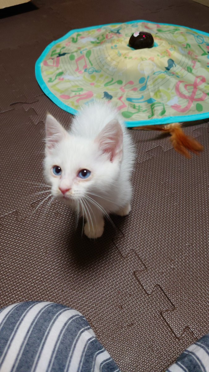 2929hohoho's tweet photo. 新しい家族😸

#黒猫　＃白猫　#ねこ　
#猫との暮らし
#cat https://t.co/3XJYECymwk