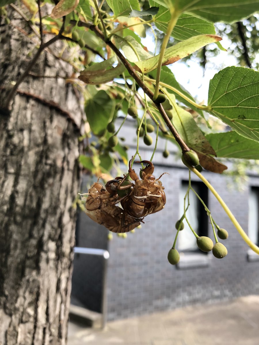 RokuzanMuseum's tweet photo. 【館庭の様子2023_219】
#蝉 の抜け殻が2つ!
シナノキの種の先端という不安定とも思える場所なのに、しかも地面からずいぶん距離があるようにも思えるのだけど。そういうのはあまり関係ないのかしら🤔
#cicada #cicadashell #碌山美術館 https://t.co/imgmcJc3FA