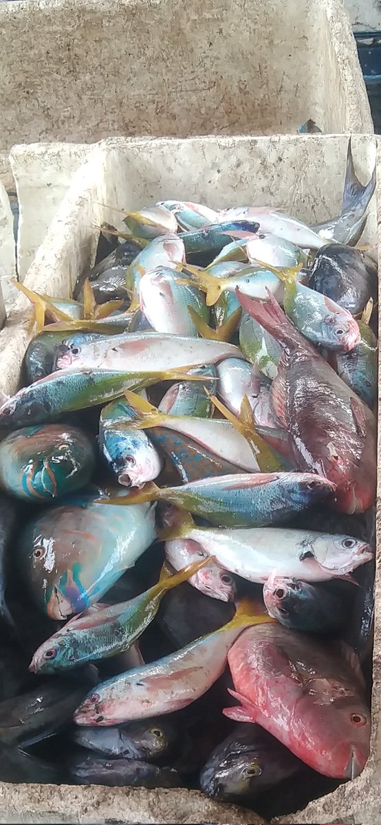 SaidaUmagapi's tweet photo. Saida Umagapi Luhkan Sula Bp3ambon Melaporkan hasil tangkapan ikan dasar  KUB Gehedit 
Jumlah 92 kg dengan harga 35,000/kg
#GiatluhkanSulaBp3Ambon
#LuhlporKP
#LuhlaporSatminkalBp3Ambon https://t.co/dXVRx10mOn