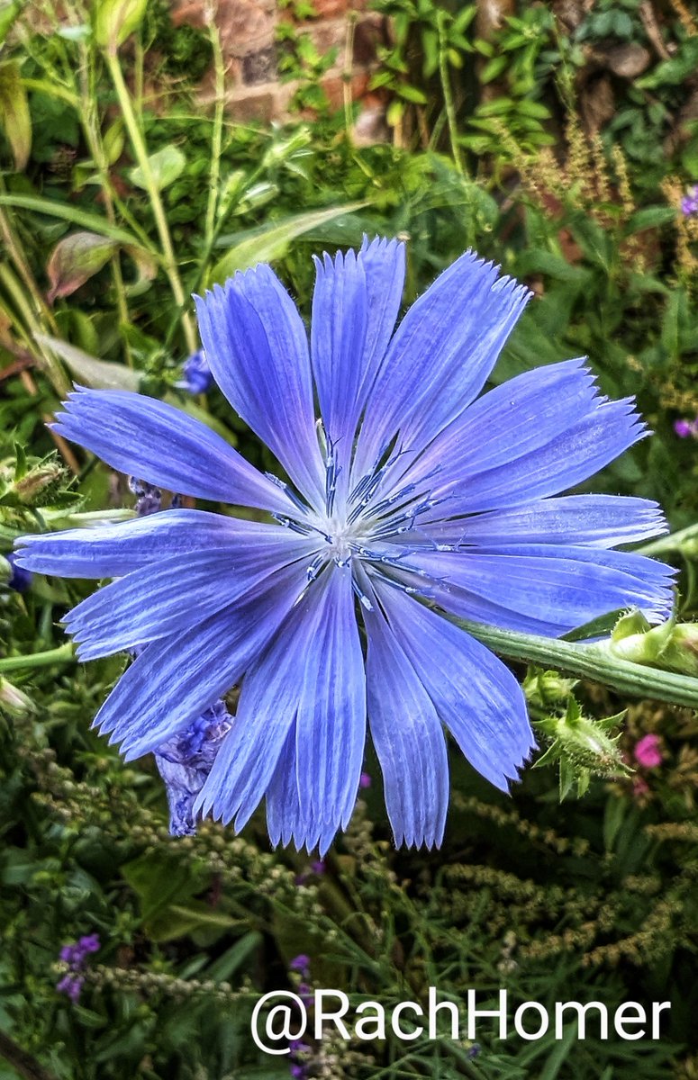 A chicory flower for this week's #GardensHour theme 💙 #GardeningTwitter #SixWeeksOfColour 🌿