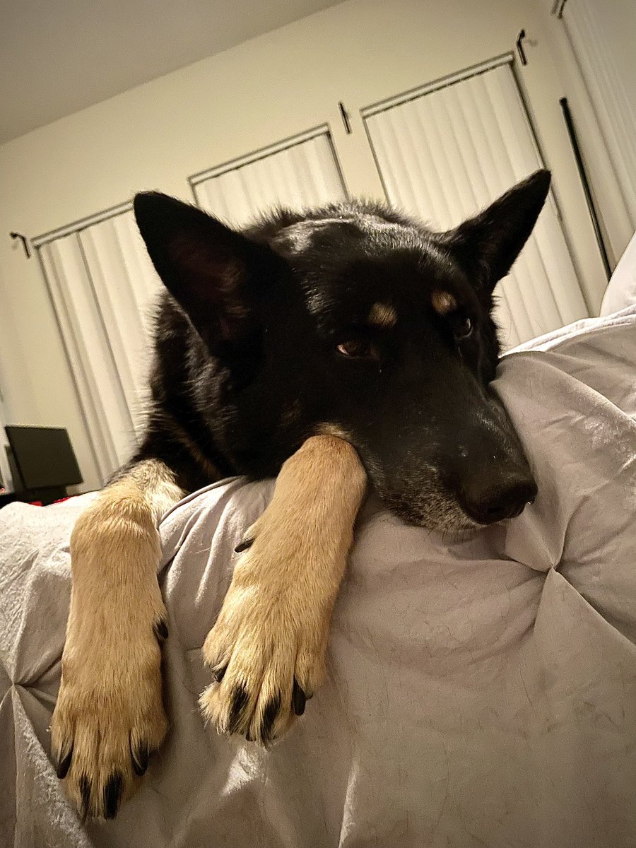 Them paws are registered weapons 🐾👊