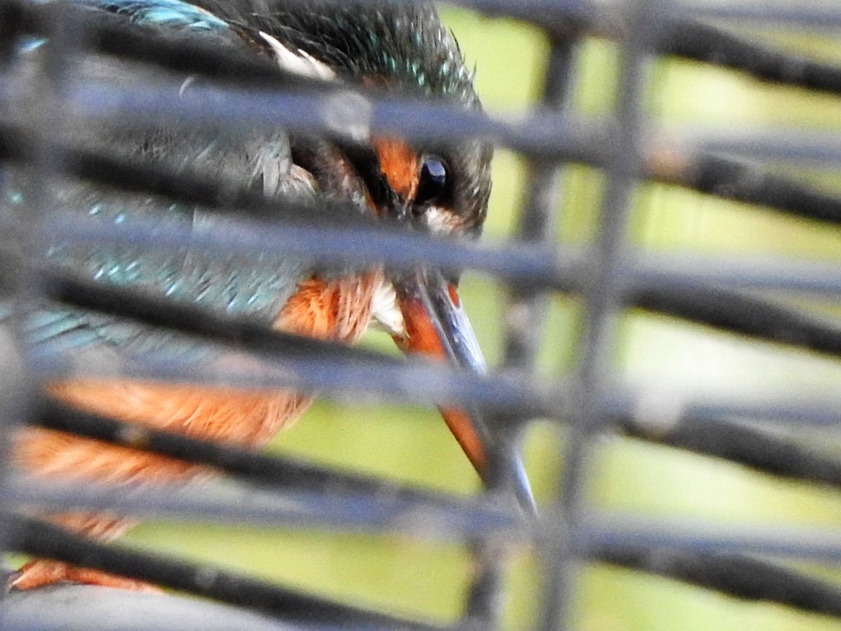 CanalRegent's tweet photo. Behind bars.

A female kingfisher @E17Wetlands.

#LondonBirds #BirdsSeenin2023 #nature #wildlife #kingfisher #kingfishers @Natures_Voice @WildLondon #BirdsOfTwitter #birdphotography #TwitterNatureCommunity #walthamstow https://t.co/3GKSj7IIyY
