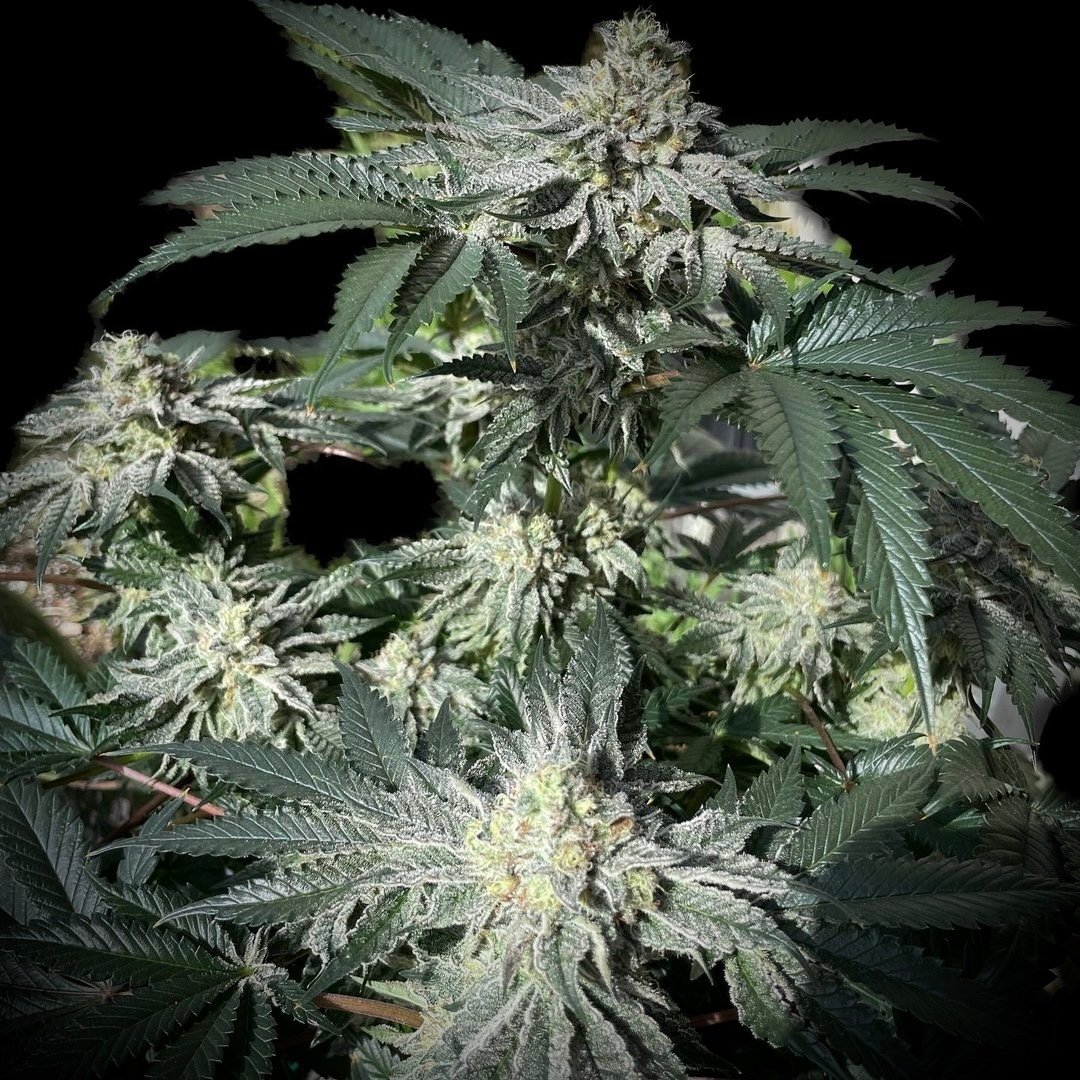 🌿🌿🔥🔥
#CannabisCommunity #cannabisindustry