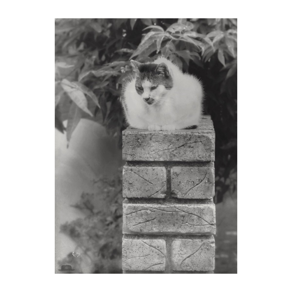 Farmer cat
Waiting for the farmer up high

Have a good day

#cat #photography #CatsOnTwitter #summertime