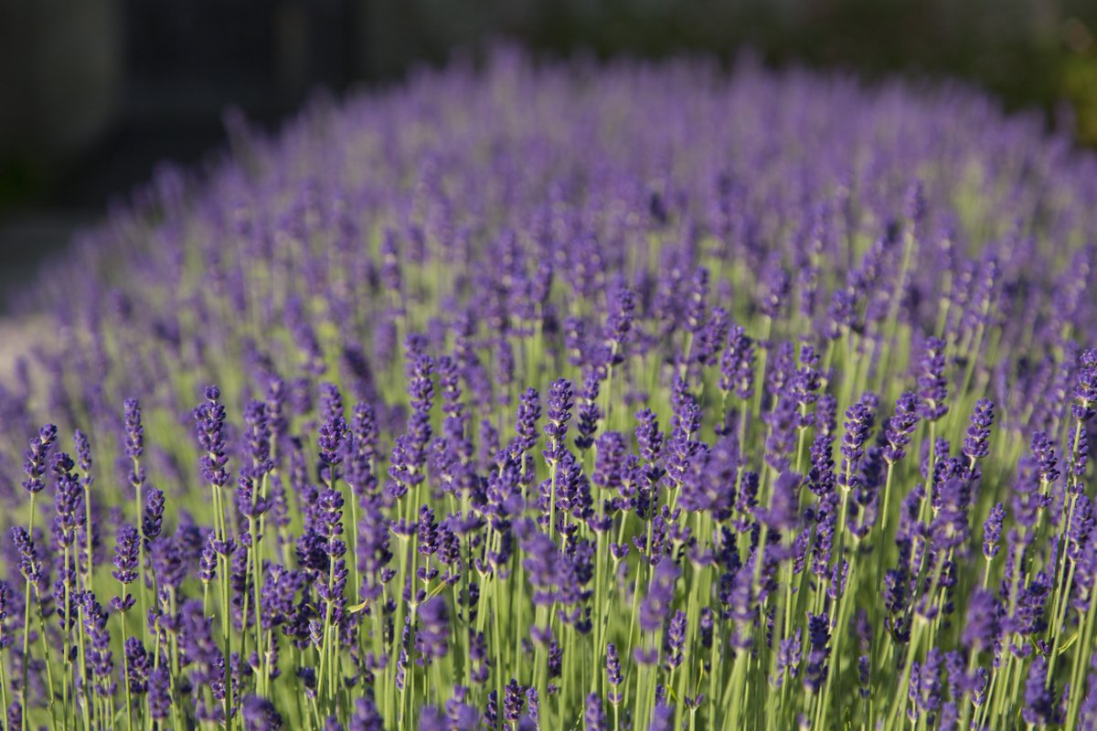 nationaltrust's tweet photo. Some photos, you can almost smell 💜

What are your favourite scents from nature? https://t.co/zWgRWCTtP6