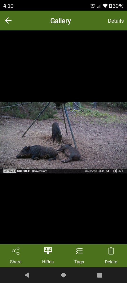 TimYoder17's tweet image. Hogs are corn drunk.