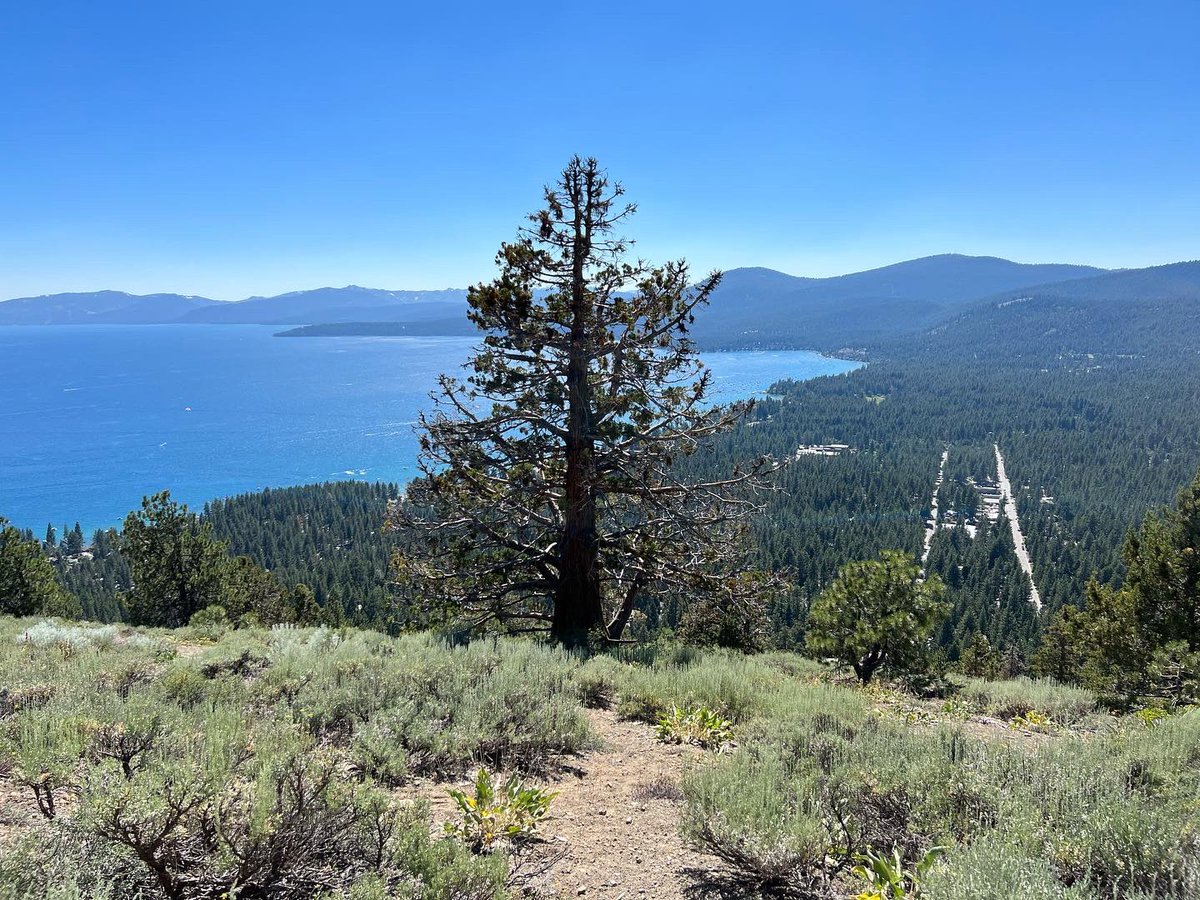 earth_csudh's tweet photo. We're thrilled to highlight the North American Dendrochronological Fieldwork (NADF) 2023 expedition! This amazing opportunity allowed our dedicated student, Anthony Trochez to delve into the world of tree-ring research and fire history. 
#NADF2023 #Dendrochronology https://t.co/t3rOfU3Irf
