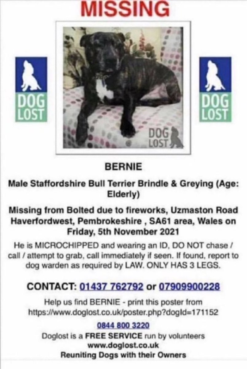 LisaClareRead2's tweet photo. ๐Please RT and help find Bernie ๐ This elderly three legged staffie got spooked by fireworks on 5th November 2021 ๐ข๐ขMissing from Uzmaston Road, #SA61 #Haverfordwest #Pembrokeshire Please help get him home. ๐๐ Thank you ๐พ๐ #missingdog #Staffie #Wales #FindBernie #k9hour https://t.co/uYRCojhmm8