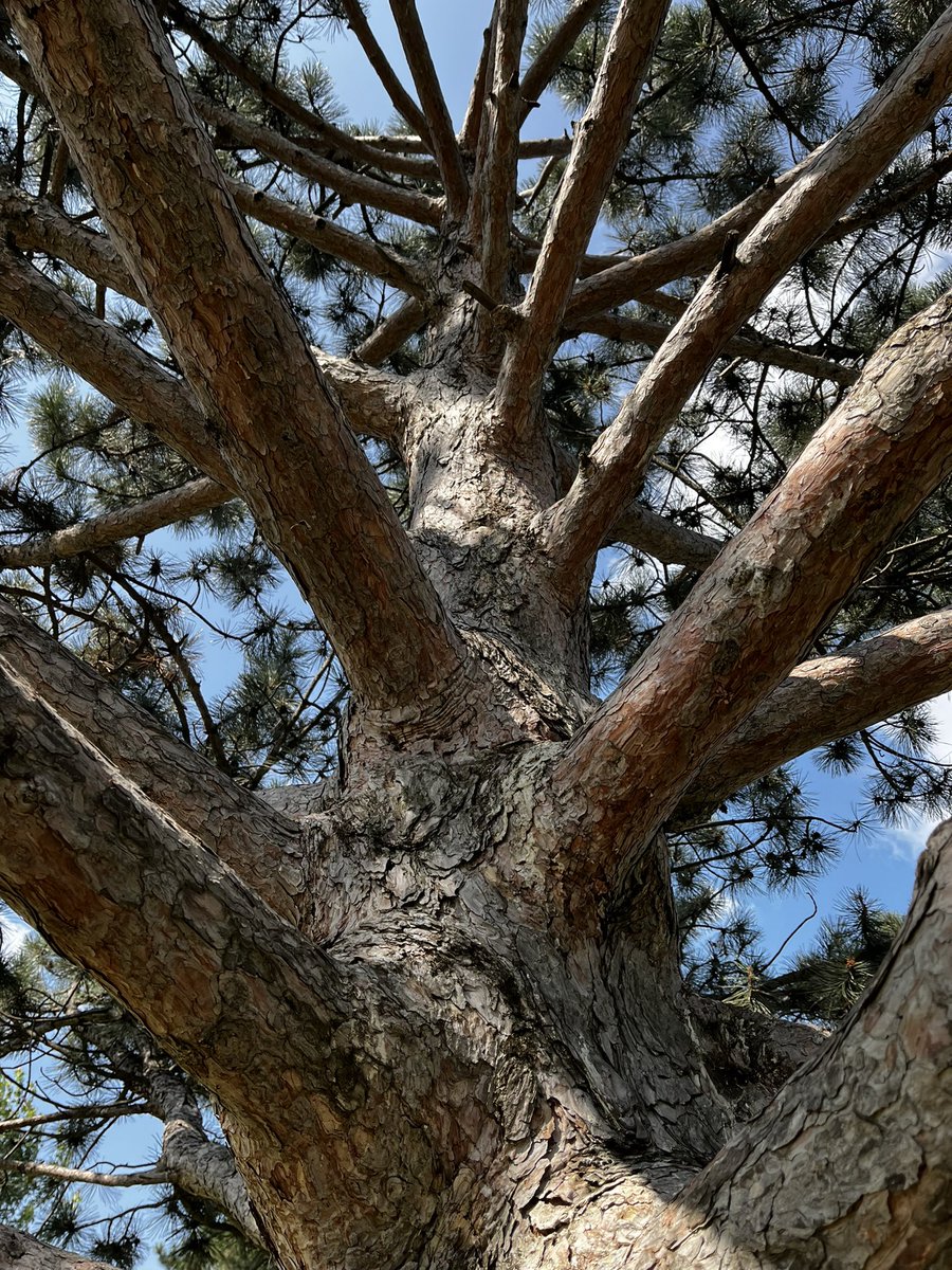 Love these old pines at the old HAAA park. Hoping they survive the <a href="/cityofhamilton/">City of Hamilton</a> renovation. #HamOnt