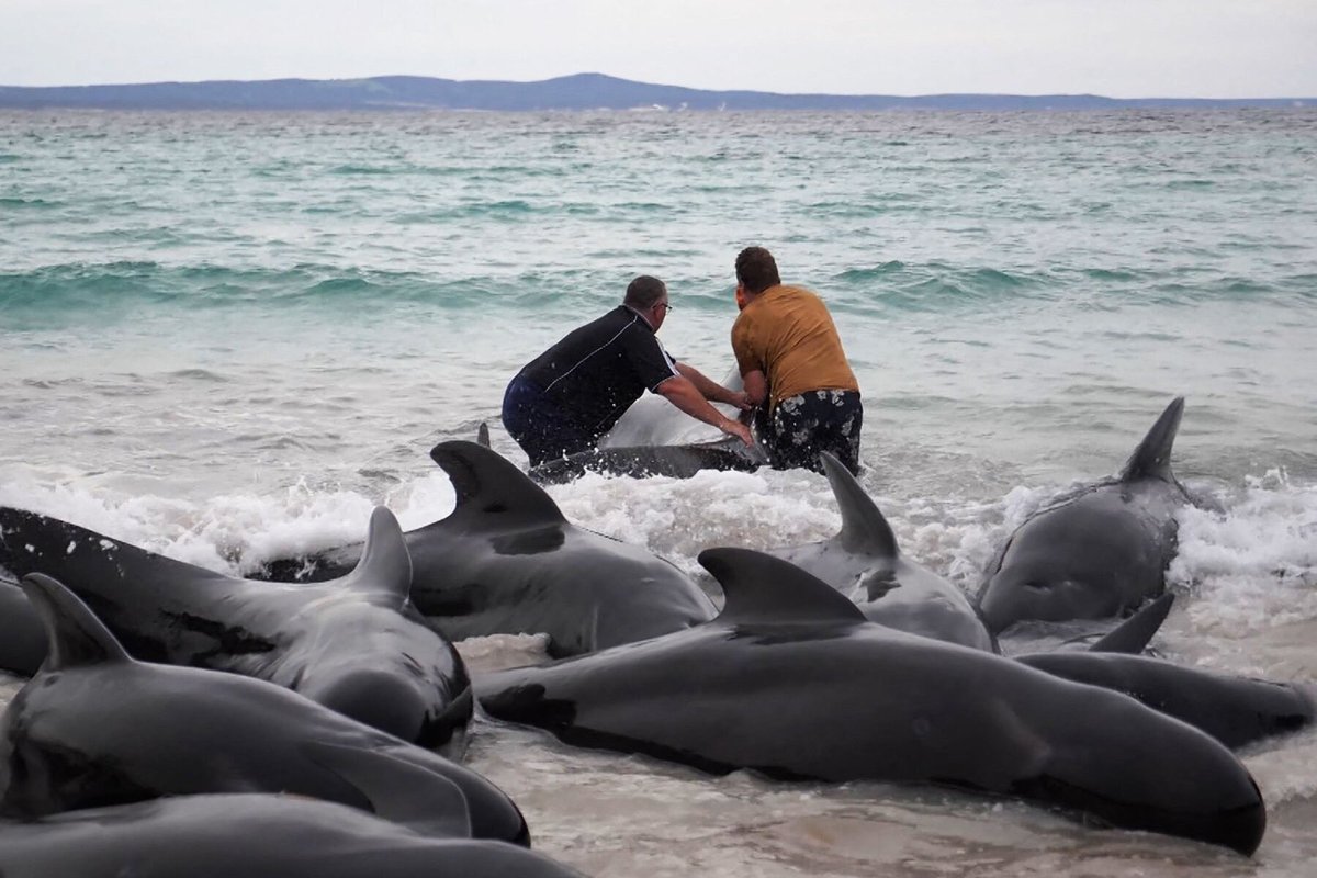 TheOvalPawffice's tweet photo. 🐾 We are 💙 broken. A pod of nearly 100 pilot whales displayed unusual behavior and gathered in a heart shape before beaching themselves in Australia. More than 50 died, the rest were later euthanized. #ClimateChangeCrisis 
https://t.co/UYPwcNHYkq https://t.co/YHy1M4InZY