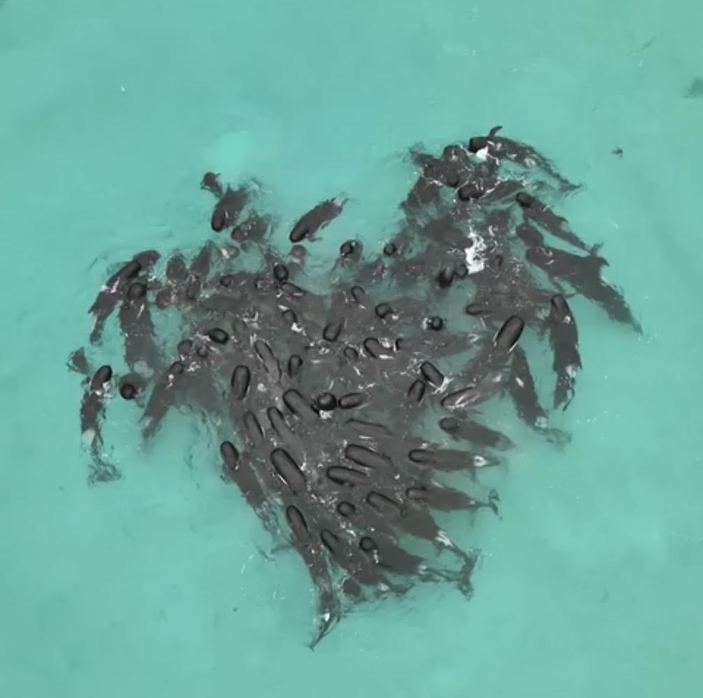 TheOvalPawffice's tweet photo. 🐾 We are 💙 broken. A pod of nearly 100 pilot whales displayed unusual behavior and gathered in a heart shape before beaching themselves in Australia. More than 50 died, the rest were later euthanized. #ClimateChangeCrisis 
https://t.co/UYPwcNHYkq https://t.co/YHy1M4InZY