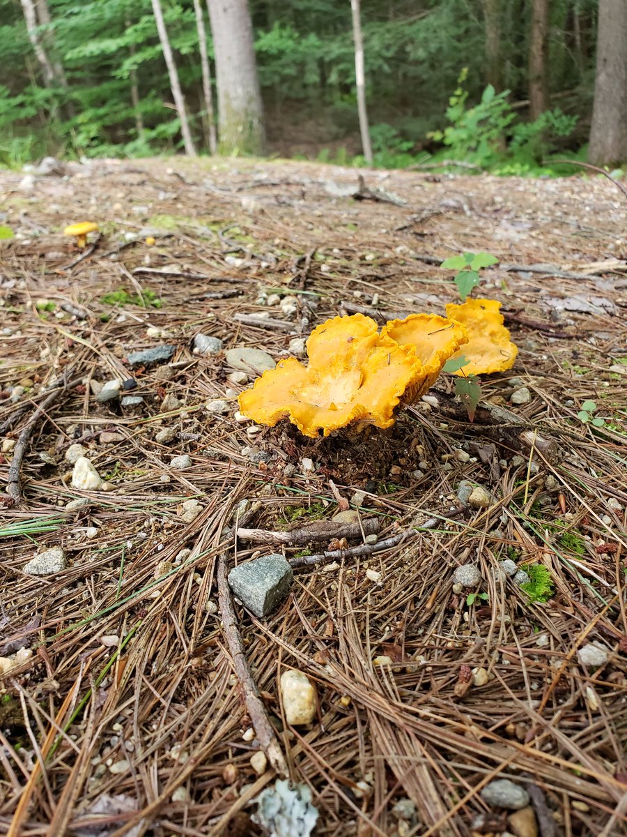 🌿 annie ⛅ tweet media