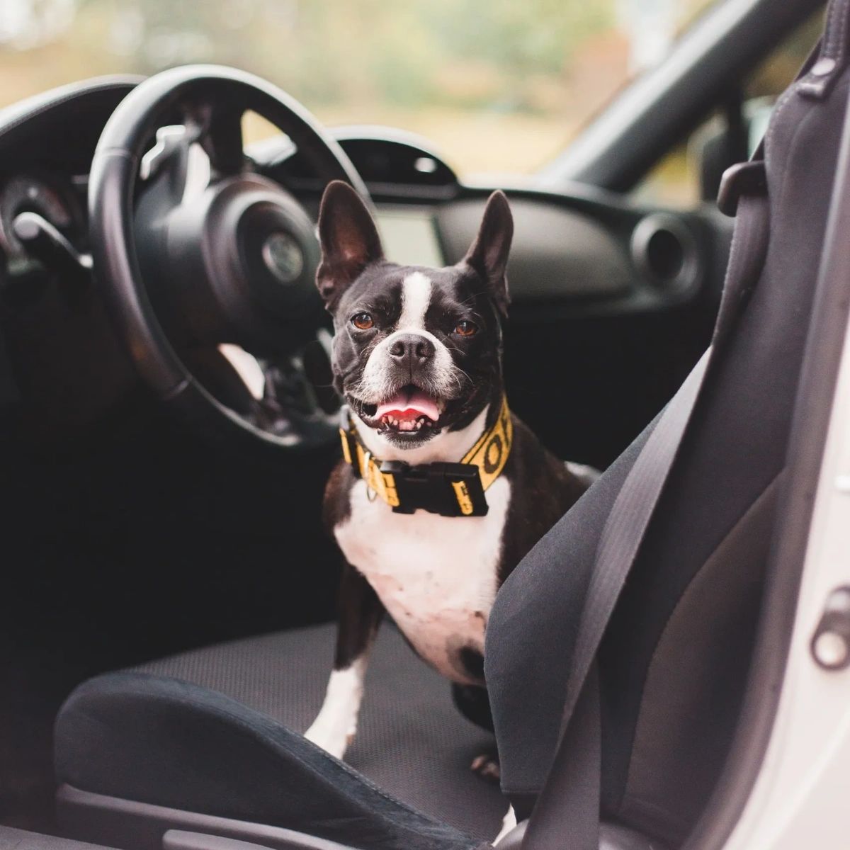 MoreJoy_Auto's tweet photo. On hot summer days, cars heat up quickly! In ten minutes the temperature can increase by 20 degrees -- even with the windows cracked. Make sure to double-check that pets and kids are not left inside. https://t.co/29jeaFeO3P