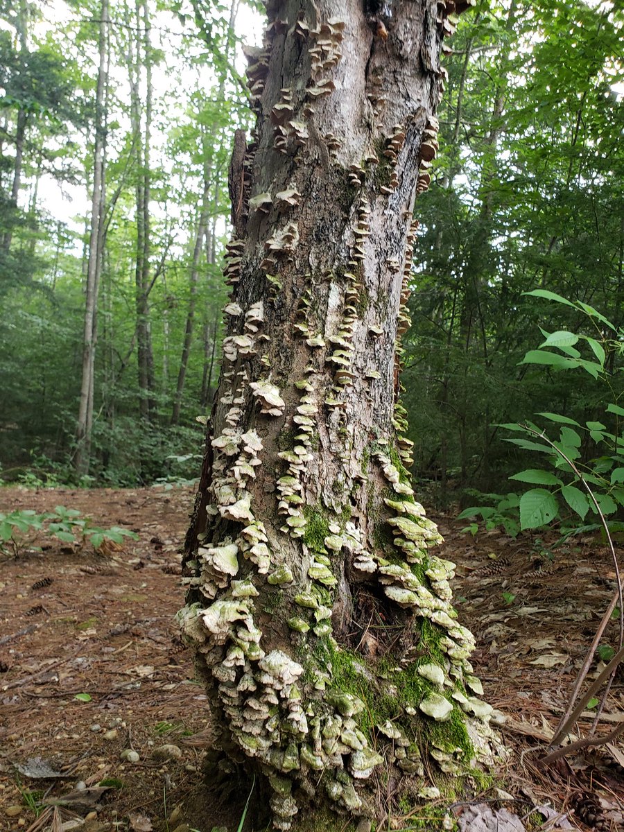 🌿 annie ⛅ tweet media