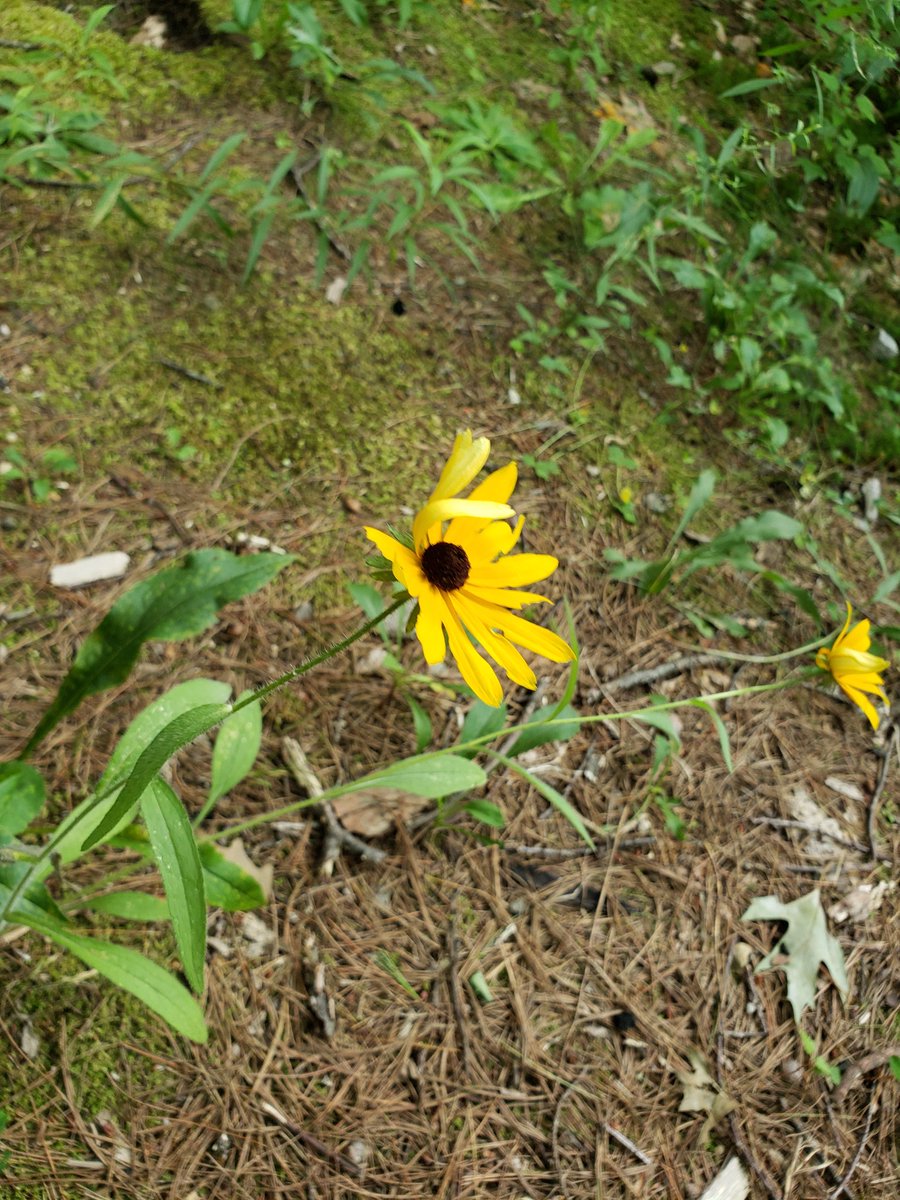 🌿 annie ⛅ tweet media