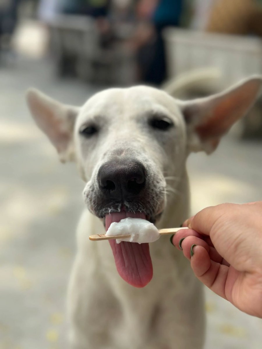 Dogs also need to cool down in the summer heat😋