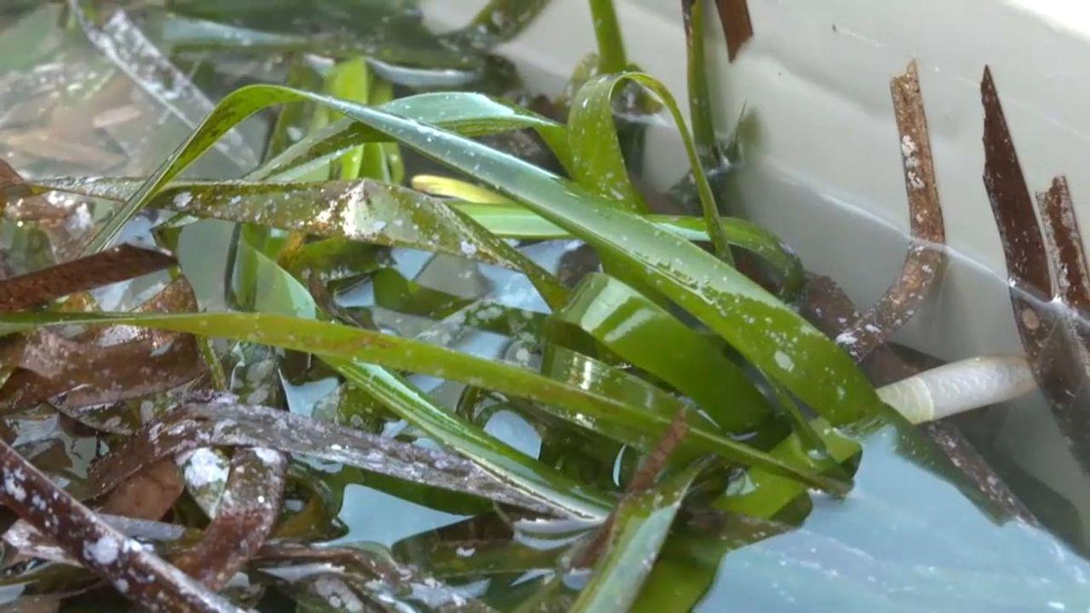 LCI's tweet photo. REPORTAGE - La posidonie : cette plante sous-marine indispensable, qui fait respirer la Méditerranée https://t.co/aurg9IyqdZ https://t.co/KxtXLc4c5C