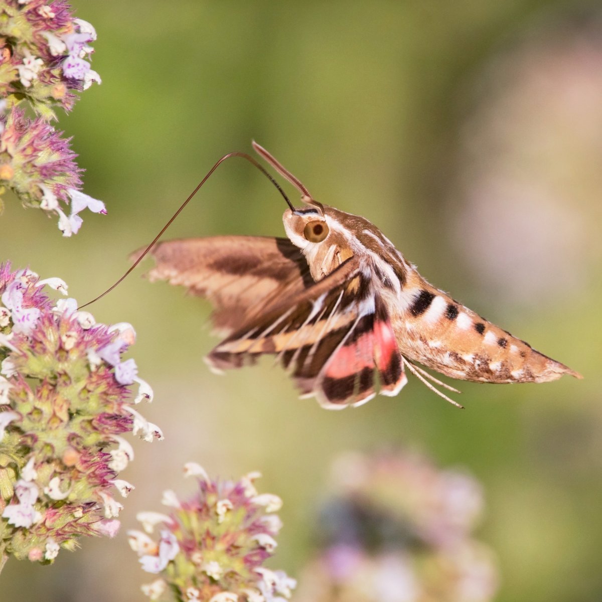NCAquariumFF's tweet photo. The glorious White-Lined Sphinx Moth, is a crepuscular creature which feeds on the nectar of a variety of flowers. With wings 3 inches wide, this insect is often mistaken for a hummingbird as it hovers in the garden.
#NCMothCount https://t.co/LdtDuh9smu